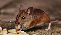 24 Hour & Emergency Exterminators in Miston, TN
